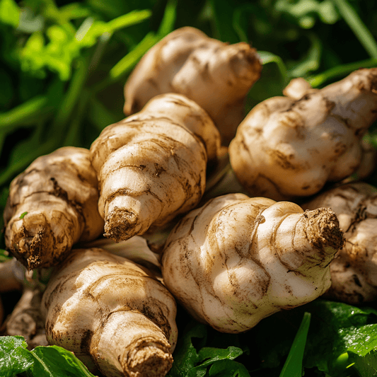 Organic Jerusalem Artichoke (2 lb) Grow Organic