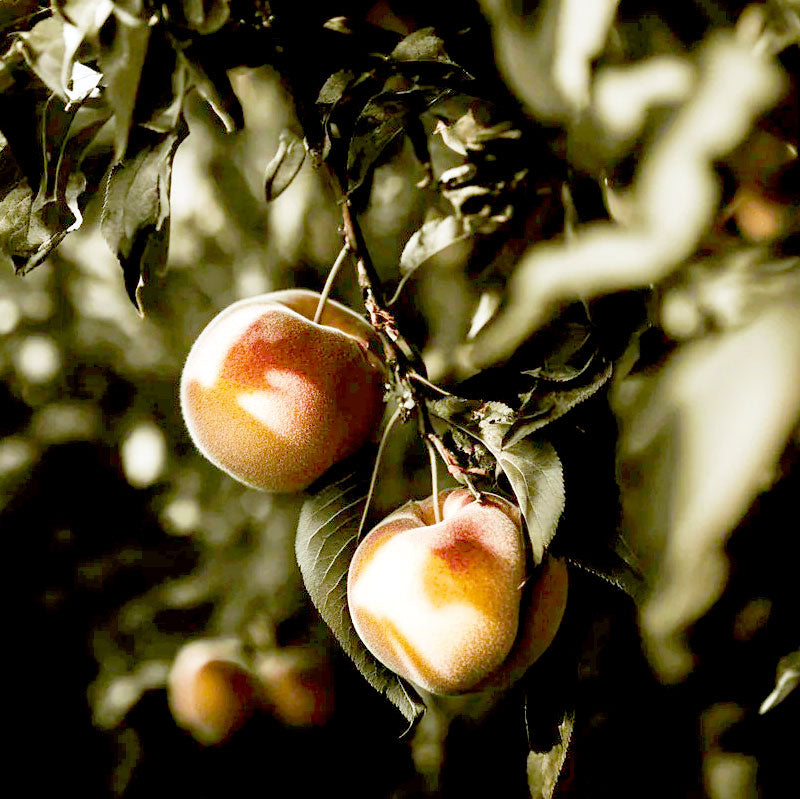 Suncrest Peach Tree Grow Organic