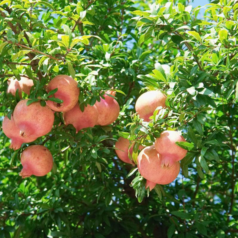 Sweet Pomegranate Tree Grow Organic