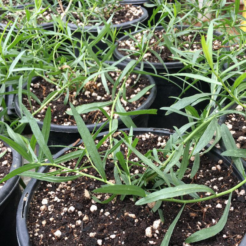 Organic French Tarragon (1 Gallon) Grow Organic