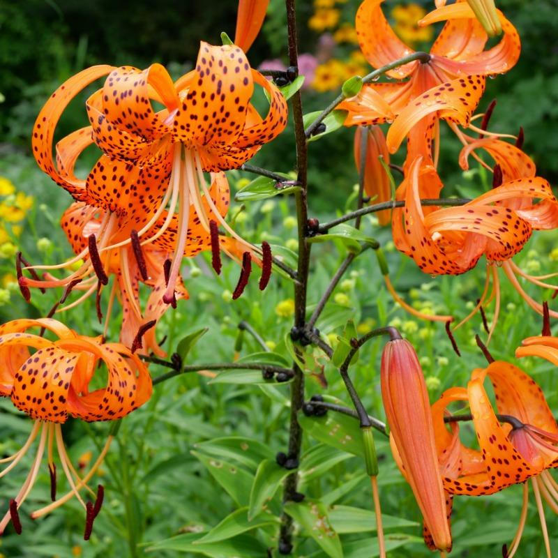 Tiger Lily (1 gallon)