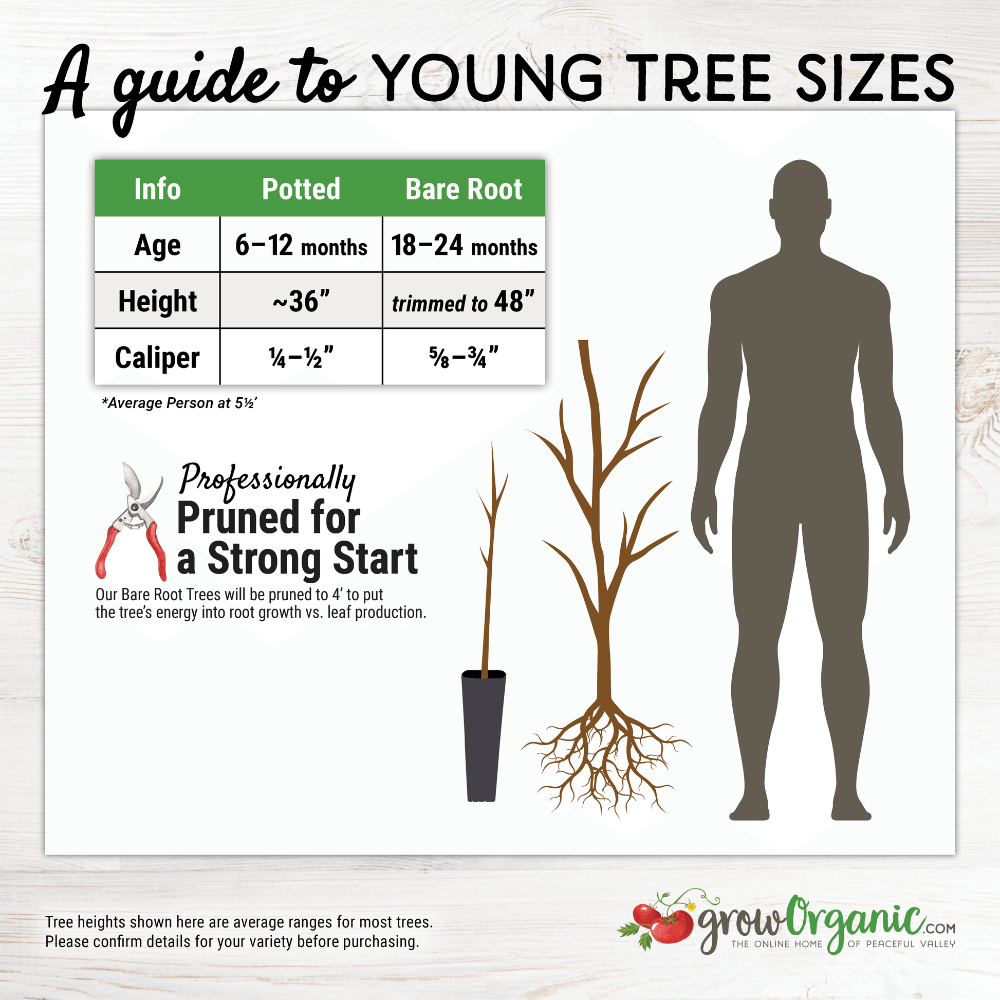Galaxy Donut Peach Tree (Potted) Grow Organic