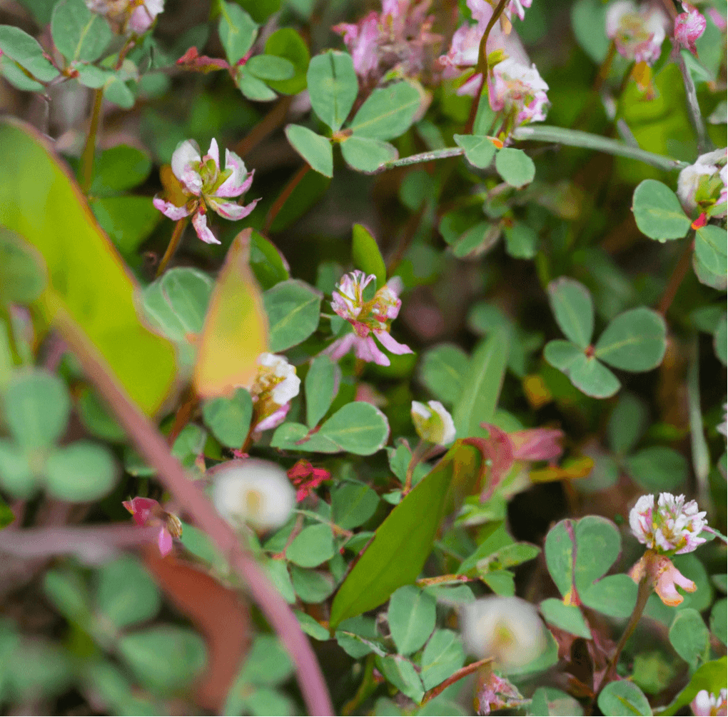 Peaceful Valley Tree and Vine Cover Crop Mix (lb) PV Drop Ship