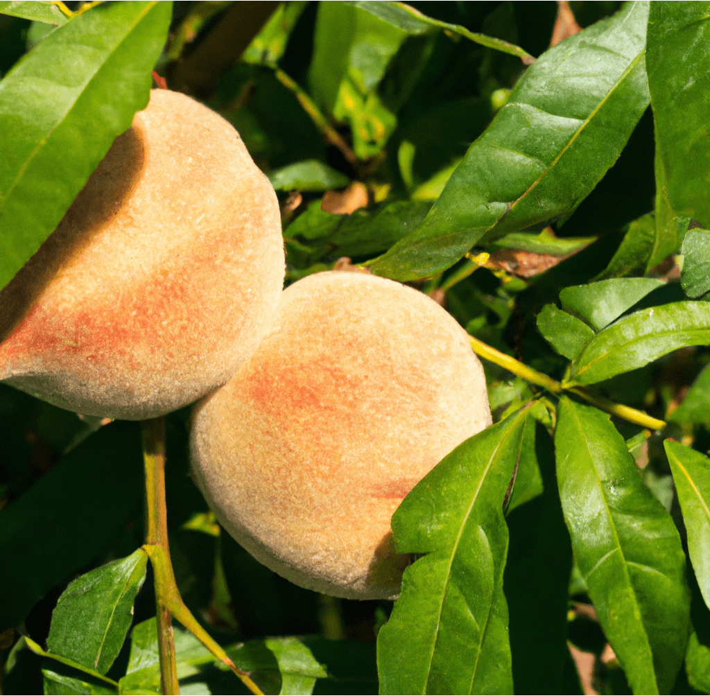 Tropic Snow Peach Tree (Potted) Grow Organic