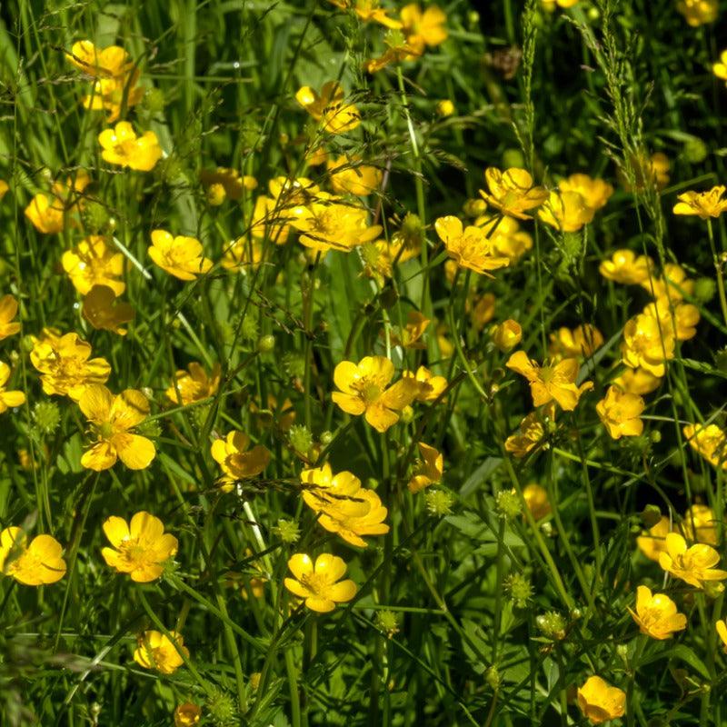 Western Buttercup (1 gallon)