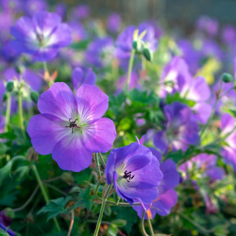 Western Geranium (1 gallon)
