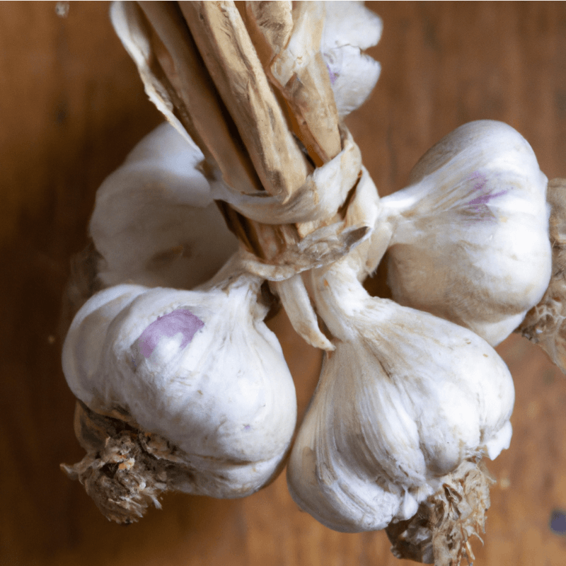 Purple Italian Garlic (lb) Grow Organic