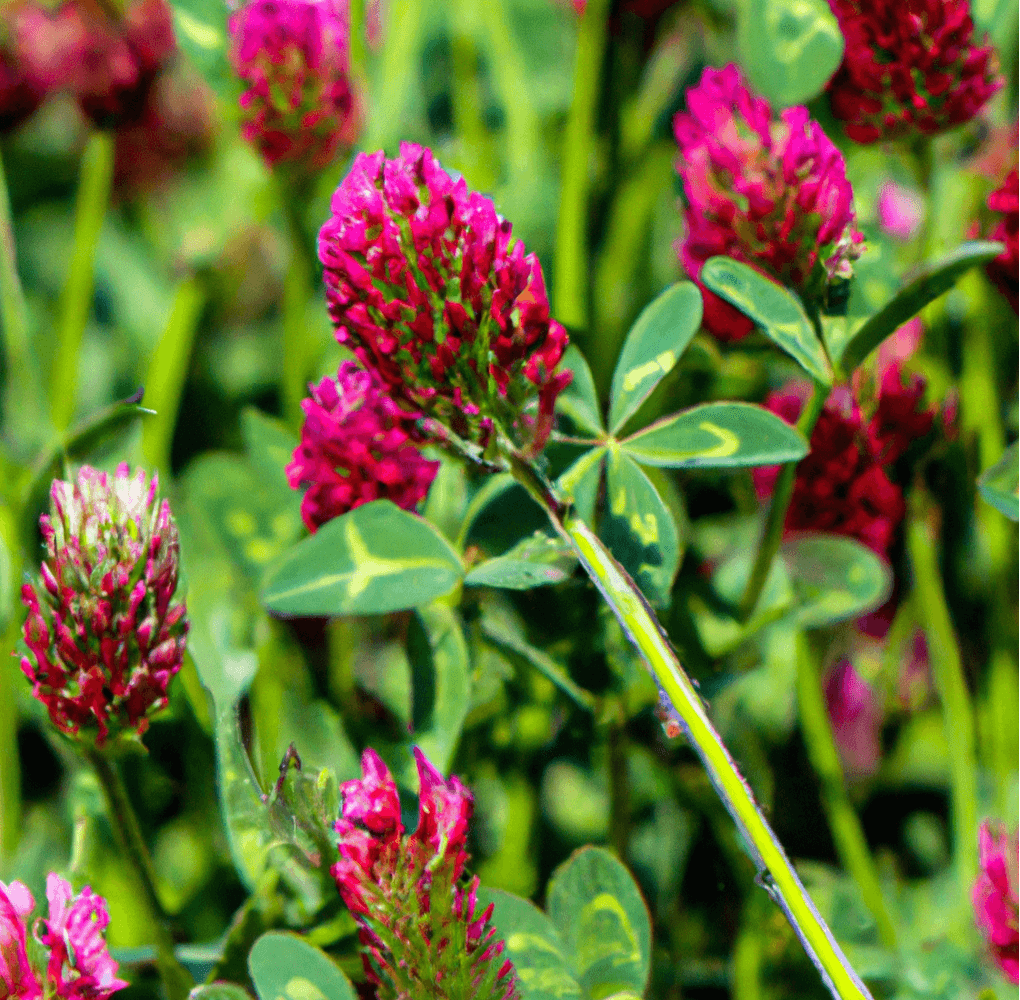 Peaceful Valley Wildflowers Erosion Mix (lb)