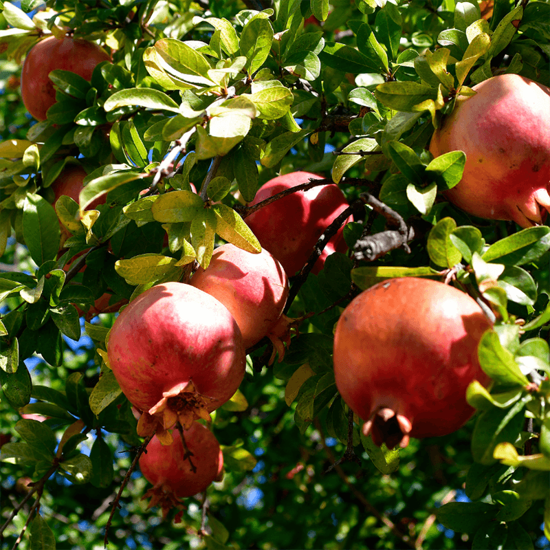 Wonderful Pomegranate Tree Grow Organic
