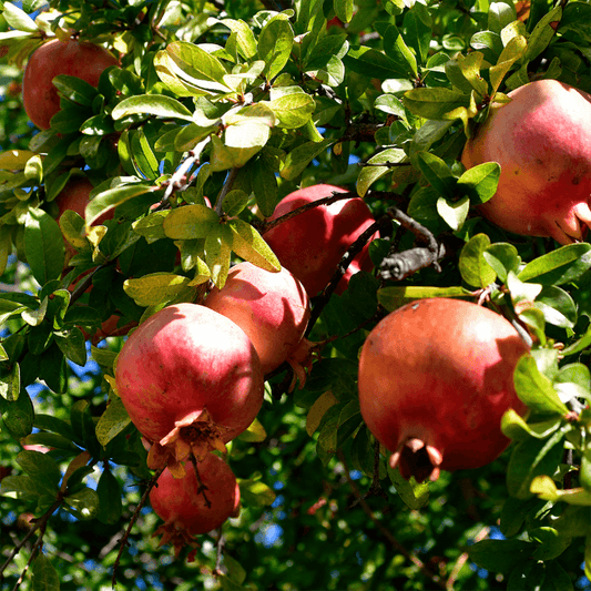 Wonderful Pomegranate Tree Grow Organic
