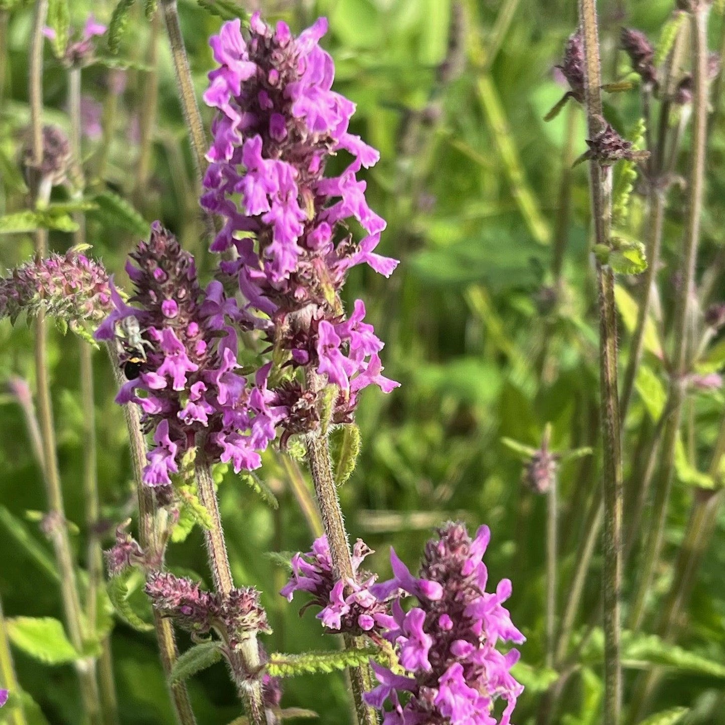 Wood Betony (Organic) Strictly Medicinal