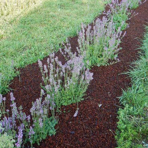 Wood Betony (Organic) Strictly Medicinal