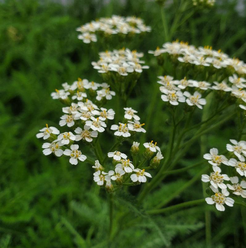 Organic Yarrow (1 gallon)