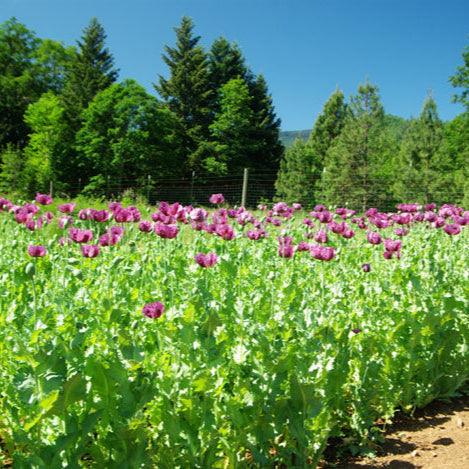Poppy, Zahir (Organic) Strictly Medicinal