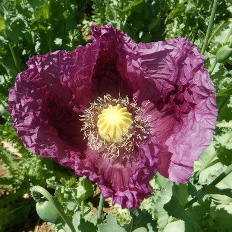 poppy seeds for garden Zahir Poppy Seeds (Organic)