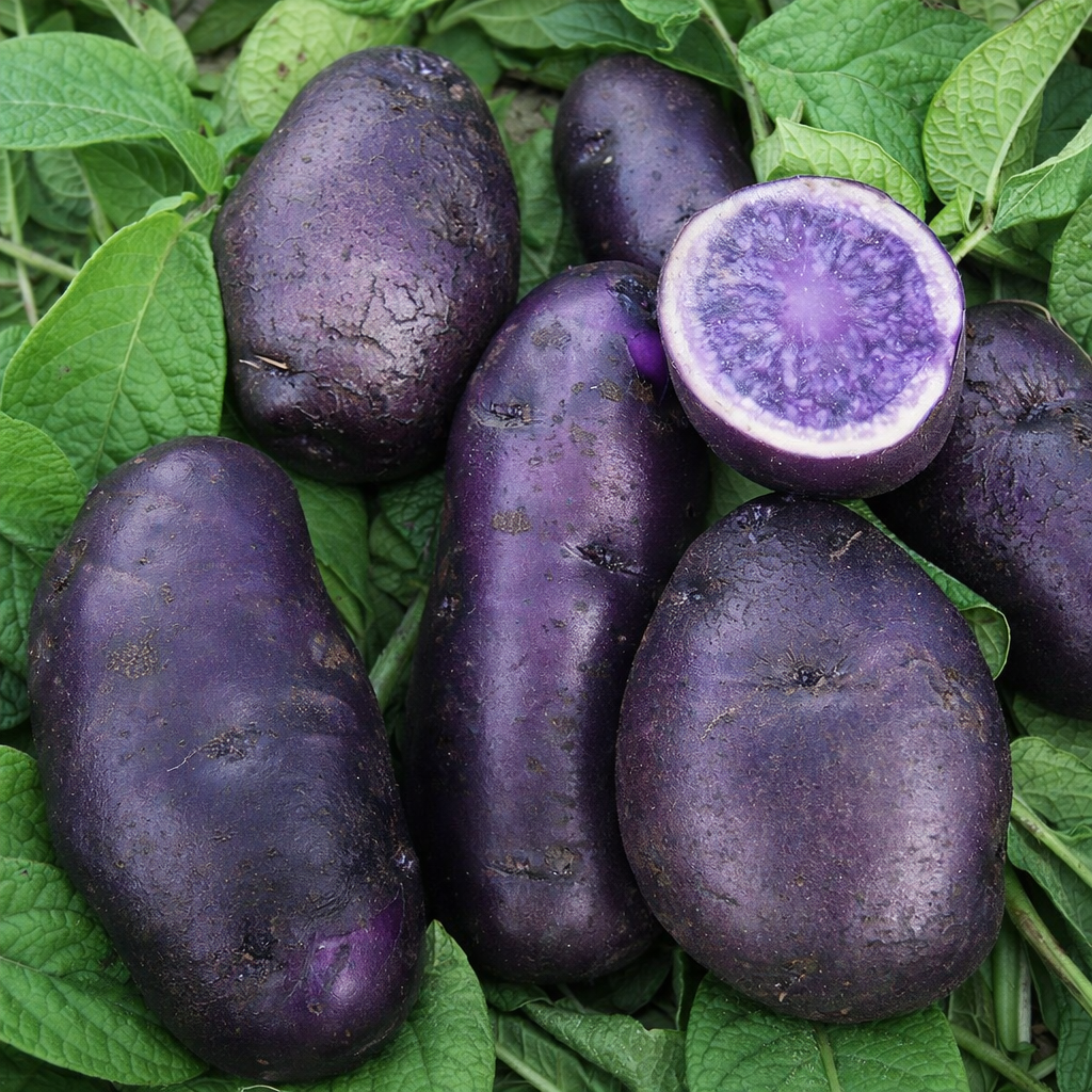 garden seed potatoes Organic All Blue Seed Potato (lb)