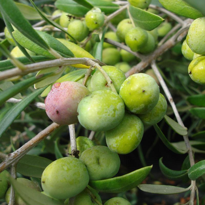 Arbequina Olive Tree Grow Organic