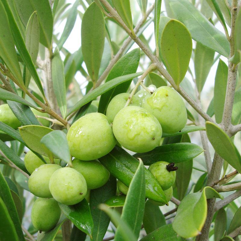 Arbosana Olive Tree Grow Organic