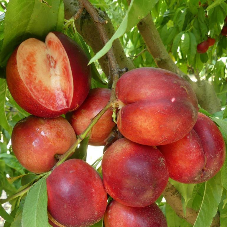 Arctic Glo White Nectarine Tree Grow Organic