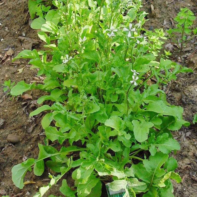 Arugula Greens Seeds (Organic) Peaceful Valley