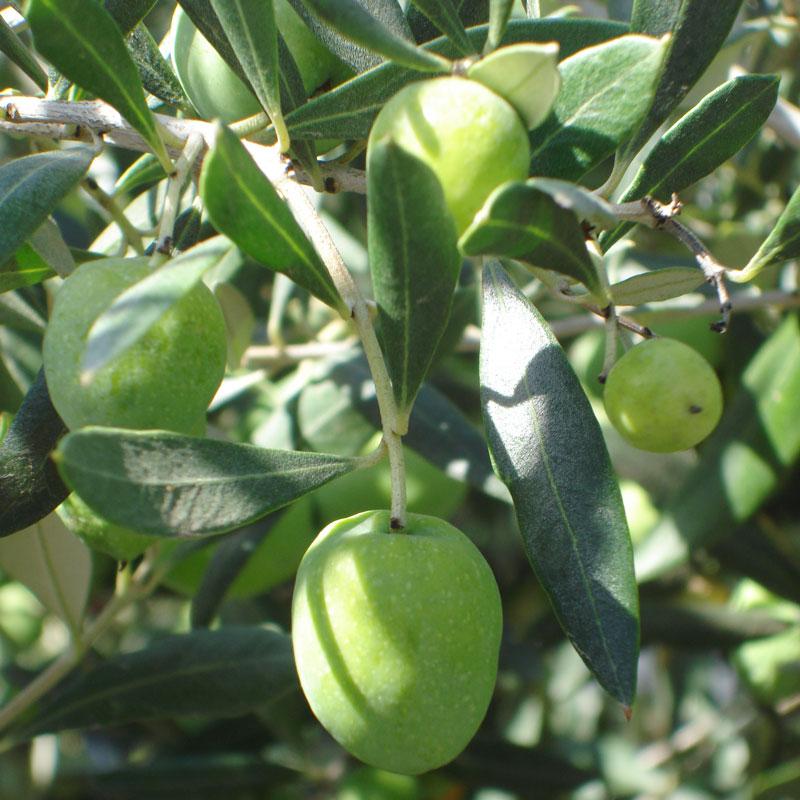 Potted Ascolana Olive Tree - Grow Organic
