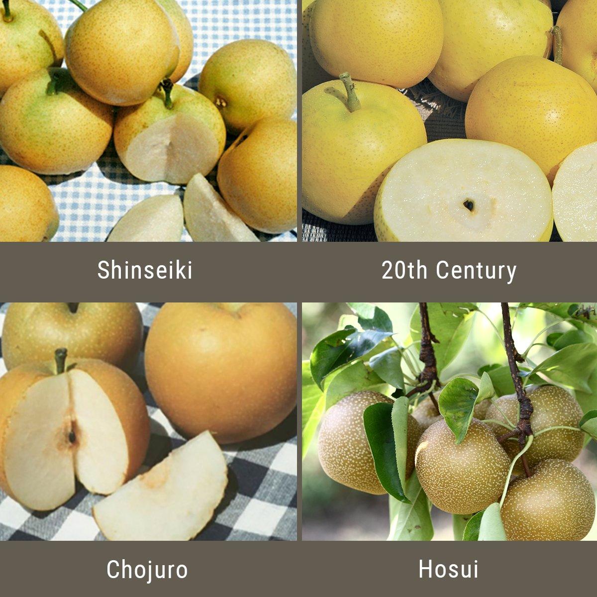 Asian Pears, 3 on 1 Multiple Grafted Fruit Tree Grow Organic