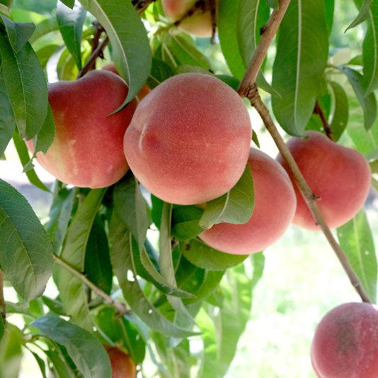 Babcock Peach Tree Grow Organic