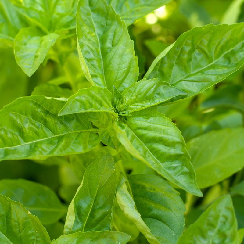 Sweet Basil Seeds (Organic) Peaceful Valley