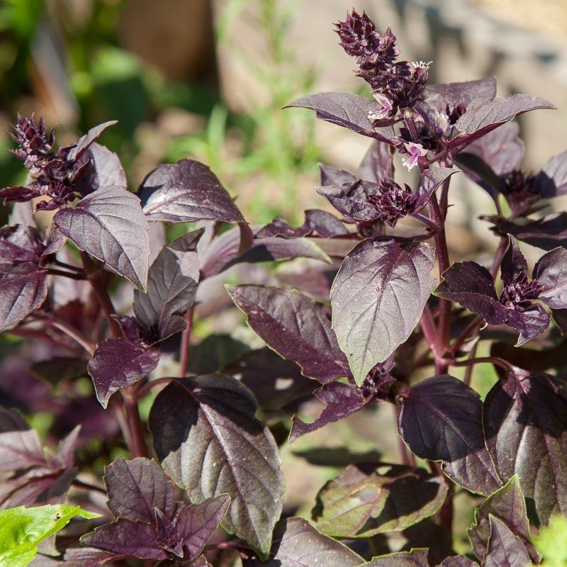 Dark Purple Opal Basil Seeds (Organic) Peaceful Valley