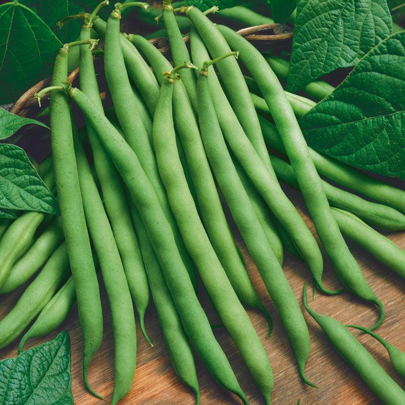 Provider Bush Bean Seeds (Organic) Peaceful Valley