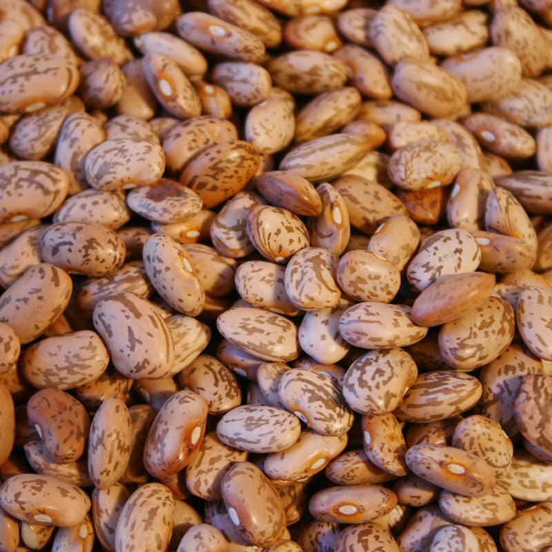 Pinto Bean Seeds (Organic) Peaceful Valley