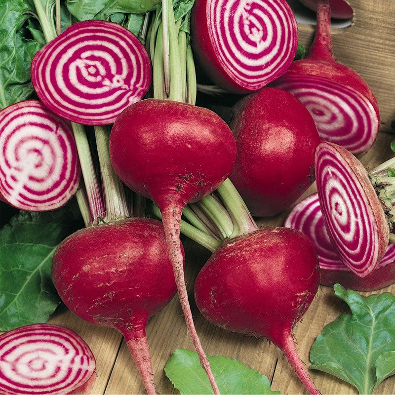 Chioggia Beet Seeds (Organic) Peaceful Valley
