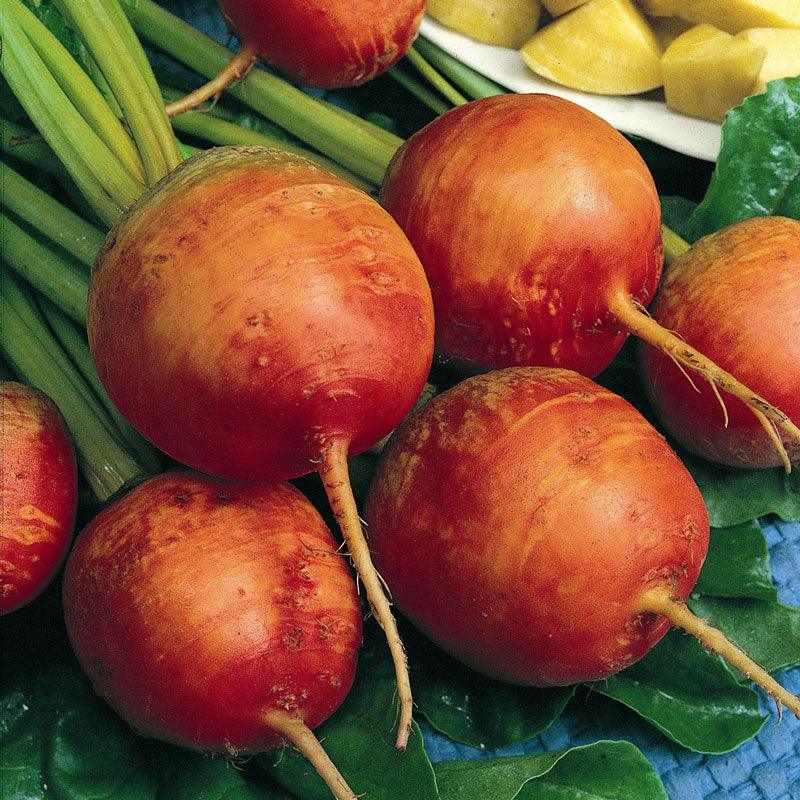 Golden Detroit Beet Seeds (Organic) Peaceful Valley