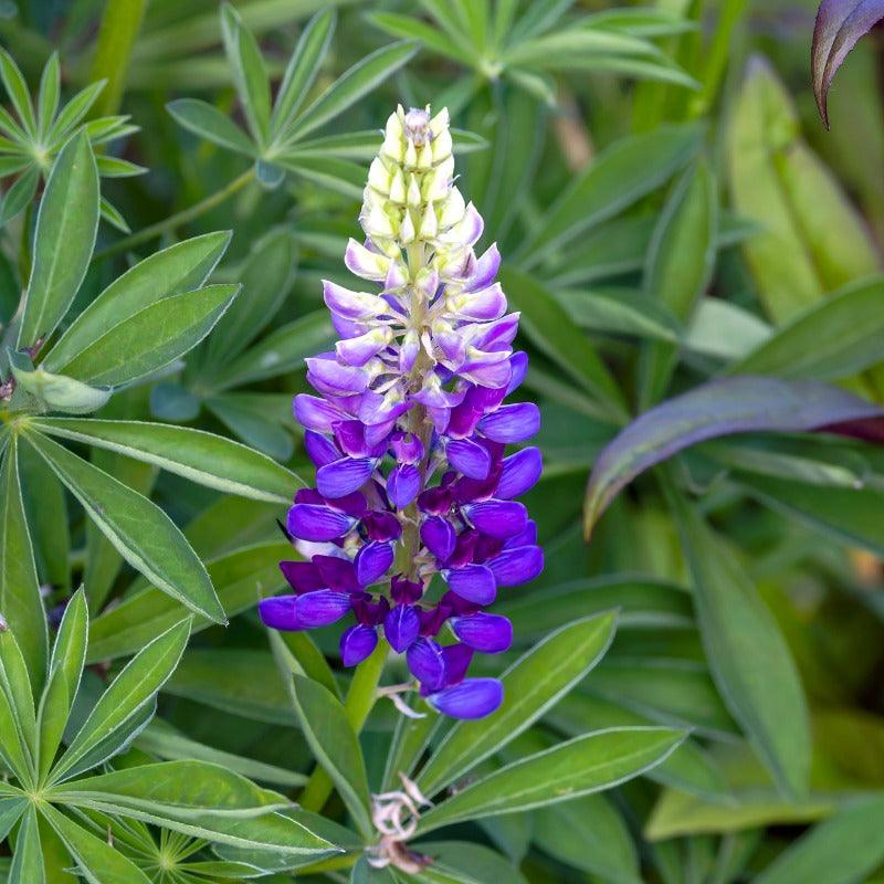 Bigleaf Lupine (1 gallon)