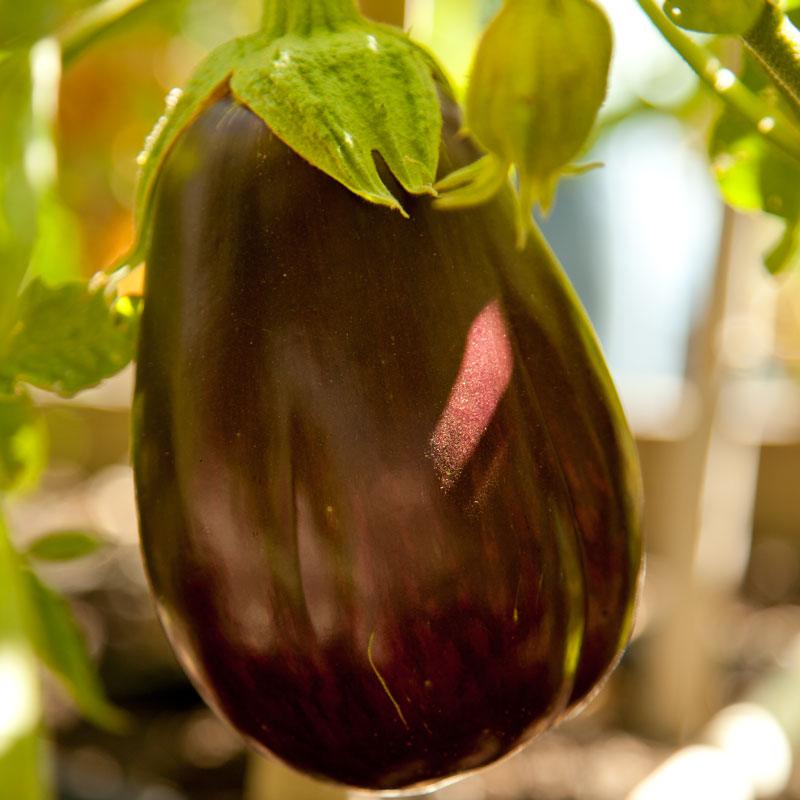 Black Beauty Eggplant Seeds (Organic) Peaceful Valley