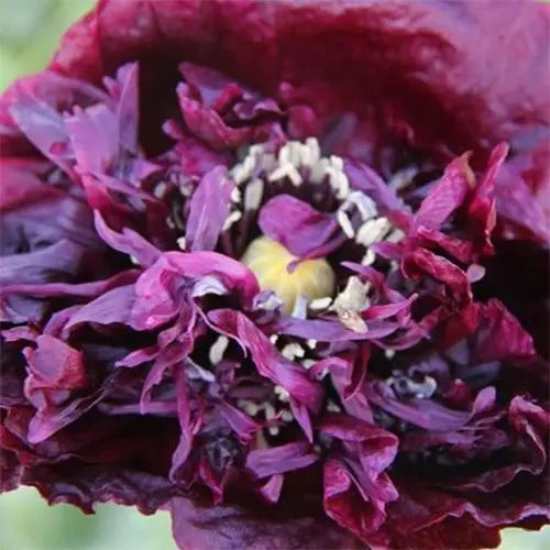 Black Beauty Poppy Seeds (Organic) Hudson Valley Seed Company
