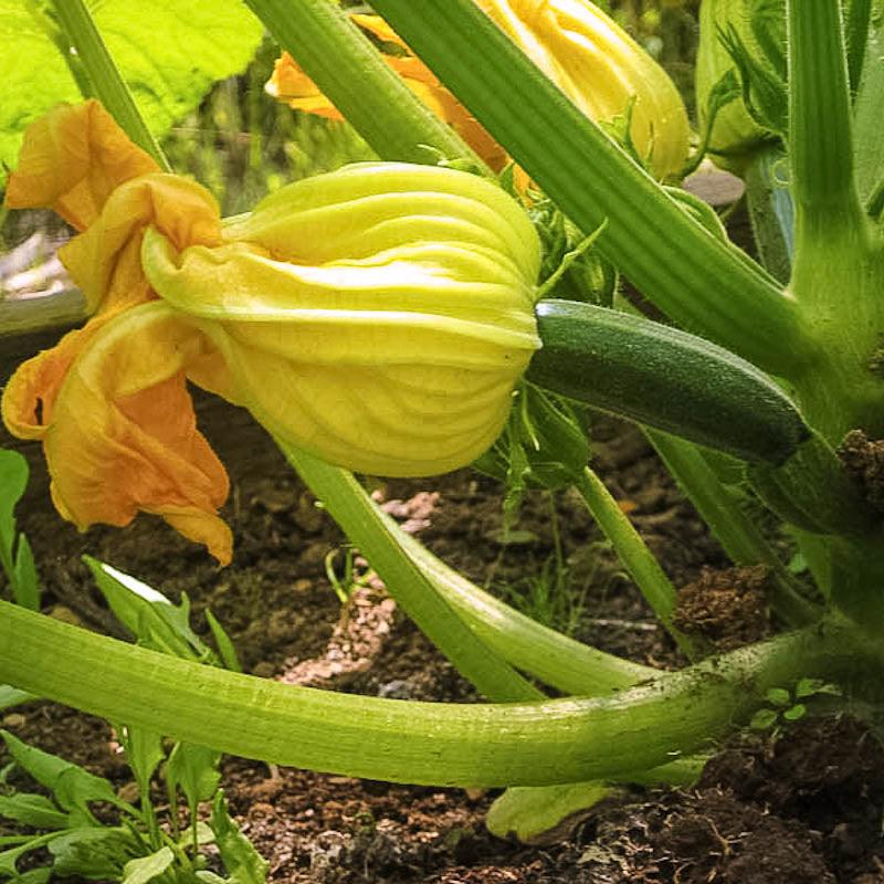 Black Beauty Summer Squash Seeds (Organic) Peaceful Valley