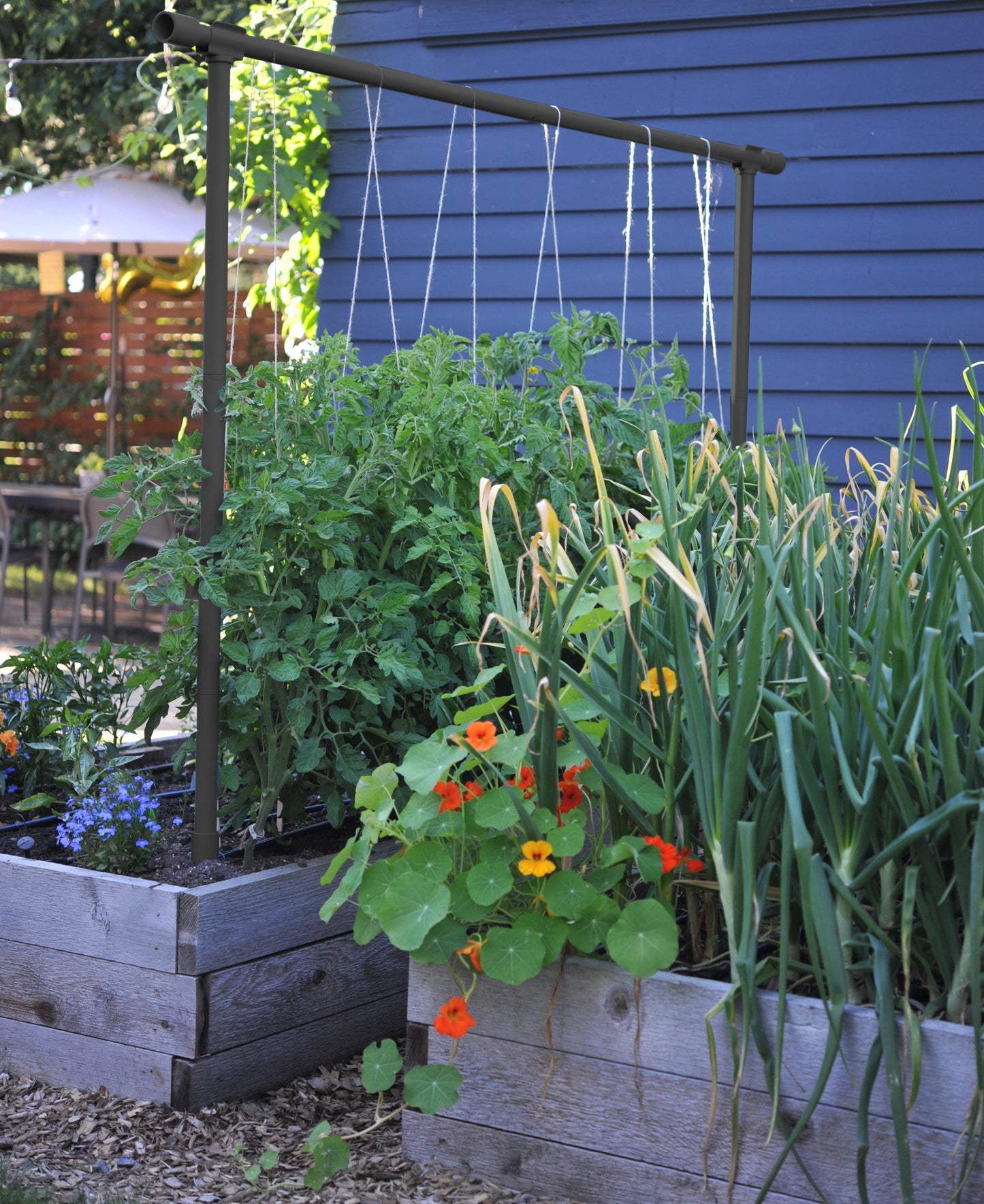 Freyr Trellis Charcoal Seattle Urban Farm