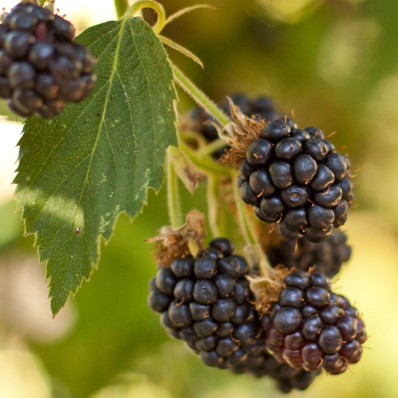Black Satin Thornless Blackberry Grow Organic