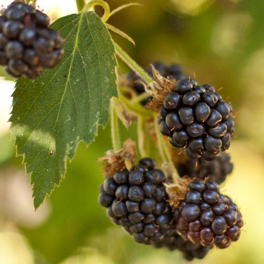 Black Satin Thornless Blackberry Grow Organic