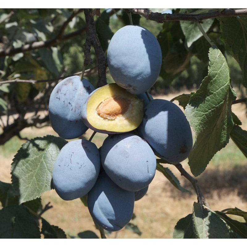 Blue Damson Plum Tree Grow Organic