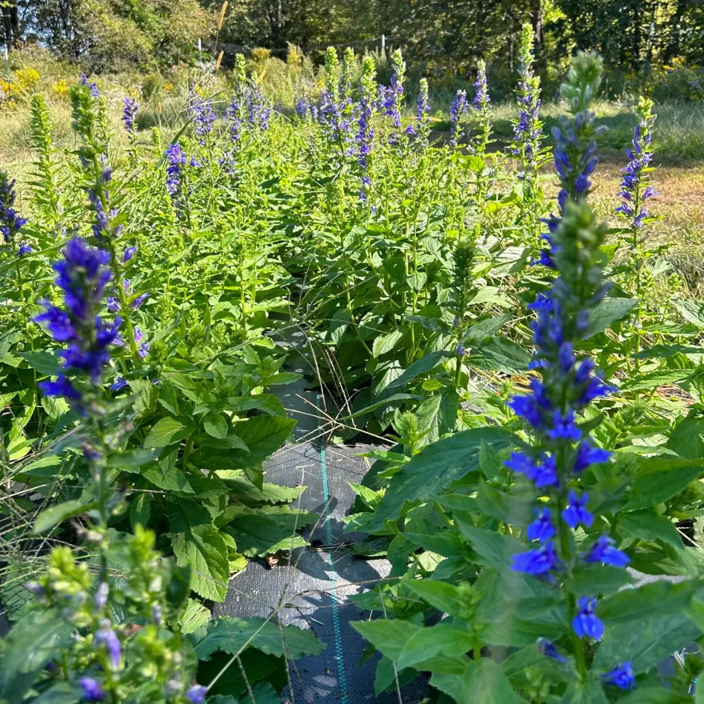 Great Blue Lobelia plants with upright blue flower spikes