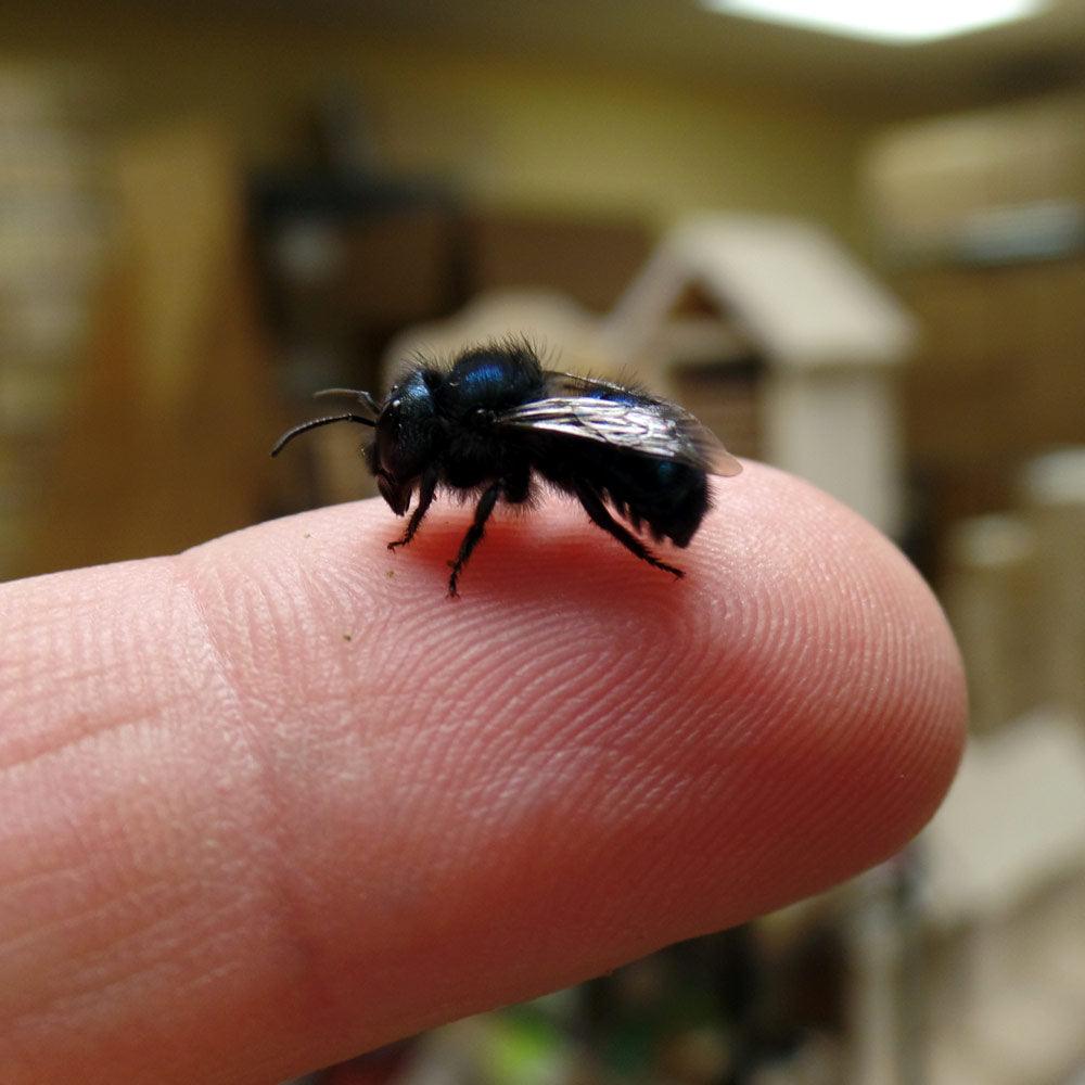 Orchard Mason Bees (20 ct) CrownBees