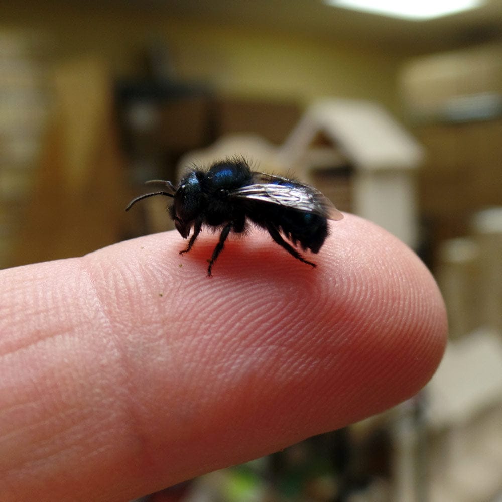 Spring Mason Bees (40ct) CrownBees