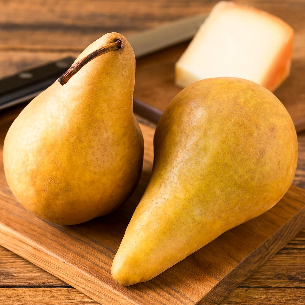 Bosc Pear Tree Grow Organic