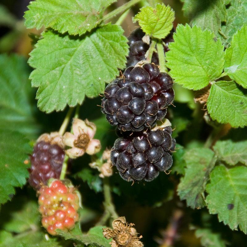 Boysenberry - Thornless Potted (Mix-and-match 4 potted berries for free shipping) Grow Organic