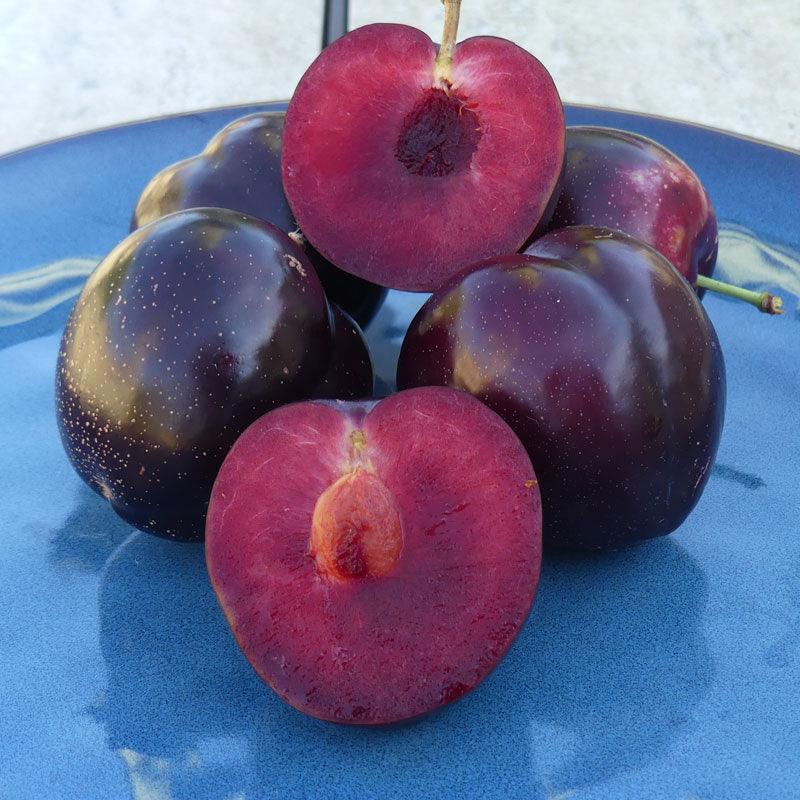 Burgundy Plum Tree Grow Organic