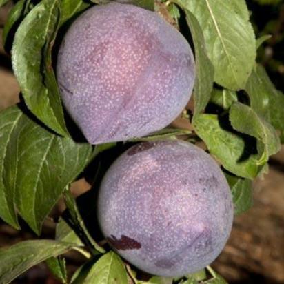 Candy Heart Pluerry Tree Grow Organic