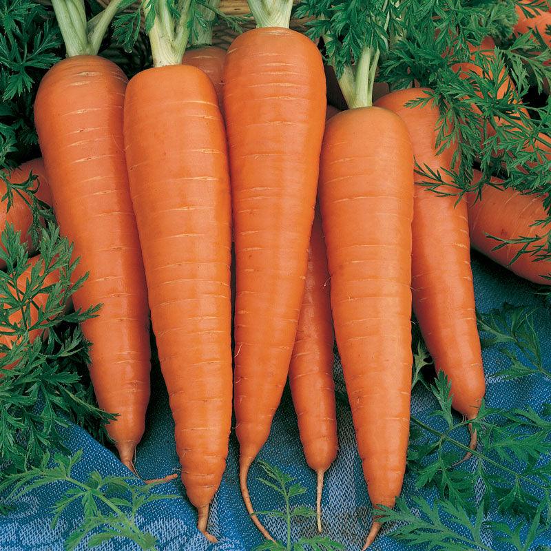 Danvers Carrot Seeds (Organic) Peaceful Valley