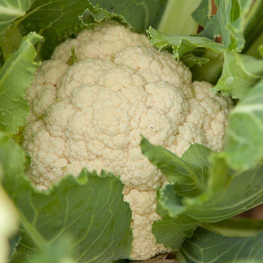 Organic Flamenco Cauliflower Grow Organic
